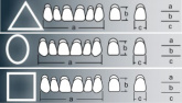 Трехслойные акриловые зубы Primodent, фронт, верх